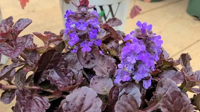 Ajuga 'Black Scallop' (Bugleweed) // Gorgeous, Semi-evergreen, Easy to Grow Groundcovering Perennia смотреть онлайн