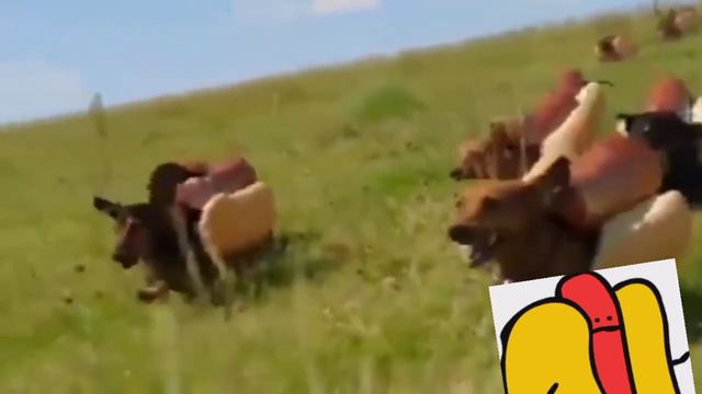 Perros vestidos de salchicha corren con música de Maau de fondo смотреть онлайн