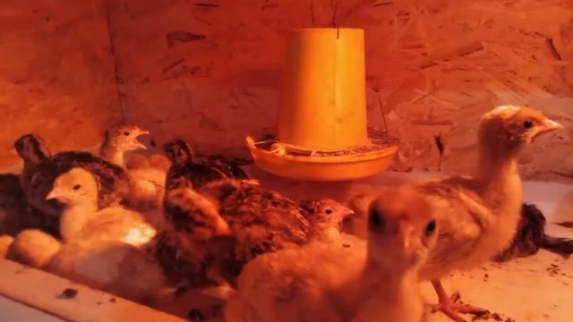 Вес индюшат в 7 дней. смотреть онлайн