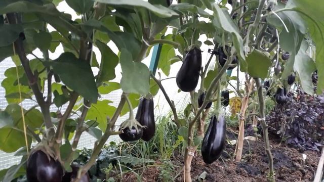 Баклажаны! Ленинградская обл.! Часть 2 смотреть онлайн