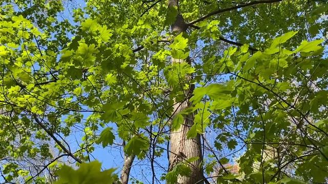 Norway Maple Field Identification смотреть онлайн