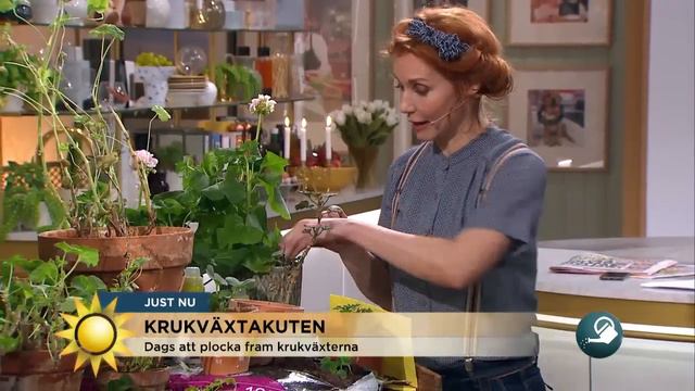 Krukväxtakuten - Så Räddar Du Dina Vintertrötta Växter - Nyhetsmorgon (TV4)
