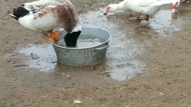 Утак жестко расправляется с уткой! смотреть онлайн