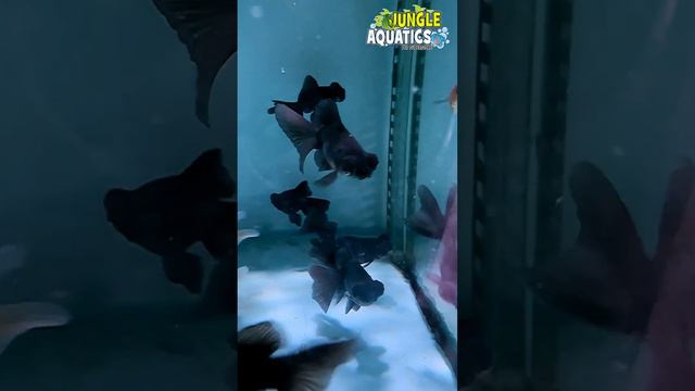 Black Moors available at Jungle Aquatics 👌 смотреть онлайн