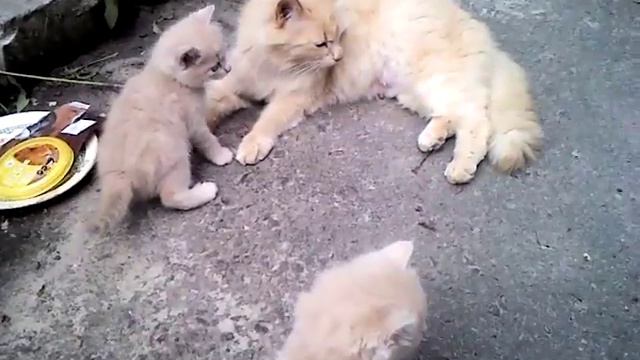 Сибирская кошка и котята. Персиковые смотреть онлайн