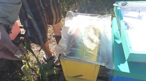 Вывод маток часть 6. Выход маток Buckfast F1 ELGON 15