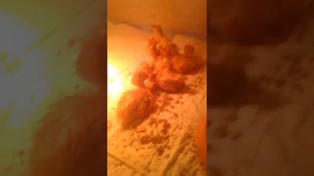 Утки стар 53 период инкубации смотреть онлайн