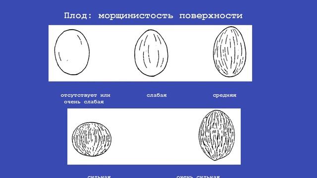 27.08.2019 г. Семинар по направлению - Бахчевые культуры смотреть онлайн