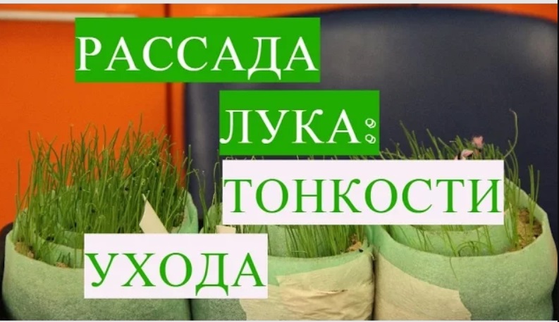 Лук из семян. Тонкости дальнейшего ухода. смотреть онлайн