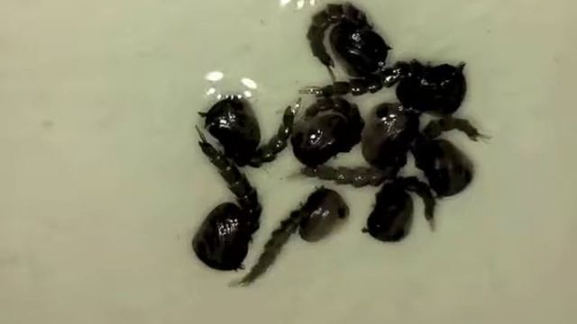 Life cycle of Aedes aegypti in the laboratory смотреть онлайн