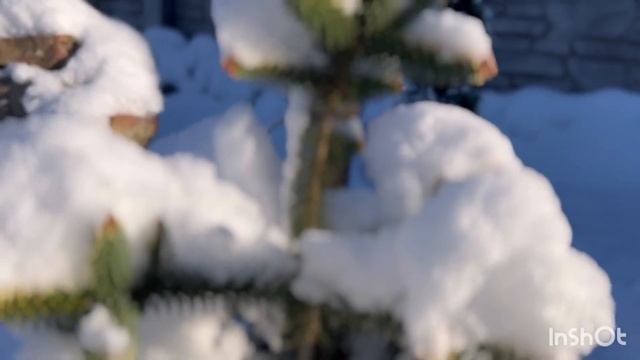 Зимний сад.#сад #растения пихта #можевельник #ялівець #хвойні #растения #рекомендации смотреть онлайн