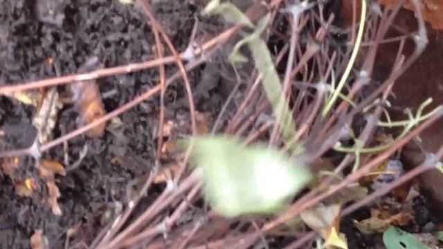 УКРЫВАЕМ КЛЕМАТИСЫ НА ЗИМУ смотреть онлайн
