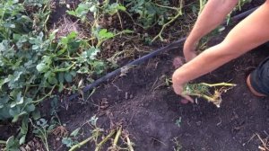 Картофель сорт Шарвари Пирошка выкопка 20 августа