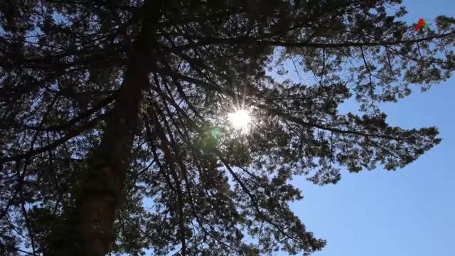 Проблемы с психиатрией в Абхазии смотреть онлайн