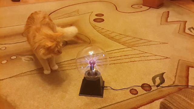 Кот и светильник смотреть онлайн