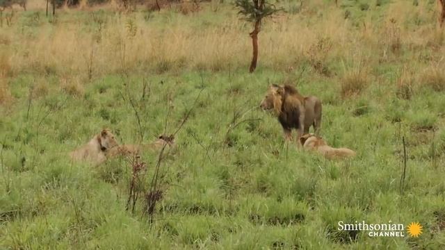 This Lion Couple Mates Over 100 Times a Day смотреть онлайн