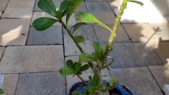 Adenium desert Rose 우리집 사막장미 보러오셔요 смотреть онлайн