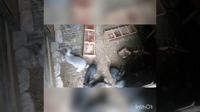 Ловля щеглов.Начало сезона. смотреть онлайн