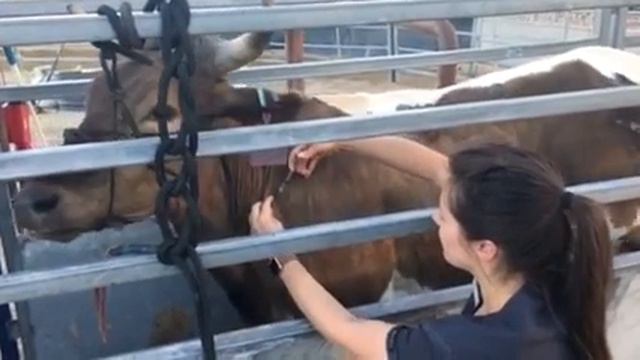 SQ injection cow смотреть онлайн