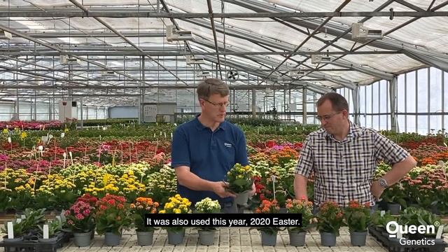 Originals And RoseFlowers Highlights 2020