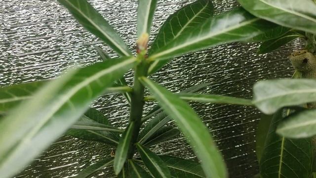 Большой обзор растений и цветение Я ВЕРНУЛАСЬ! #адениум #adenium смотреть онлайн
