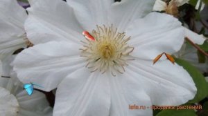 Клематис крупноцветковый Токи (clematis toki) ? Токи обзор: как сажать, саженцы клематиса Токи