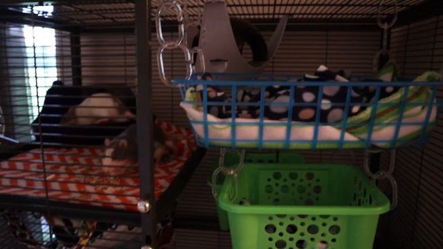 Meet the Rats! ?? смотреть онлайн