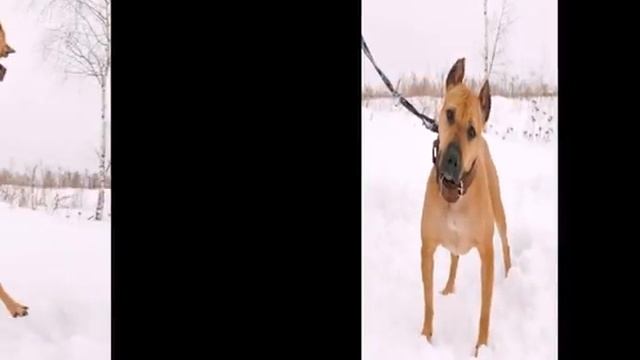Стаффодом Восточное. Джильда.avi смотреть онлайн