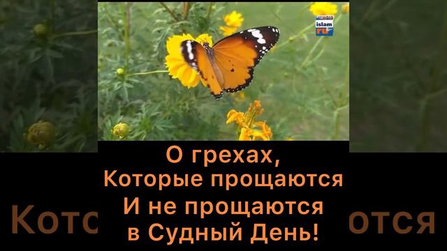 О грехах, которые не простятся в Судный День #ислам #коран смотреть онлайн