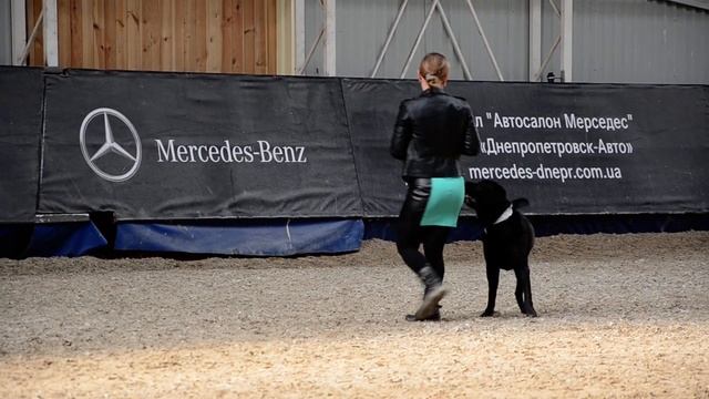 Бобрицкая Ольга и лабрадор Акела - открытый фристайл 3 место смотреть онлайн