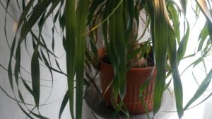 Нолина. Обрезка и уход