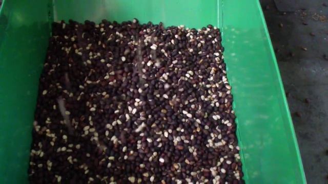 Пневмосепаратор ядра кедрового ореха ПО-0.1. www.shishka-kedr.ru смотреть онлайн