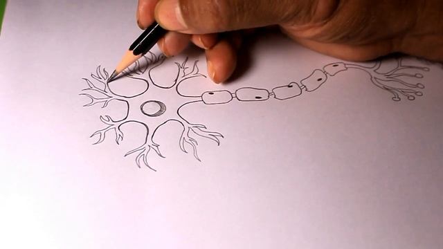 How TO Draw a neuron/draw neuron diagram/neuron drawing смотреть онлайн