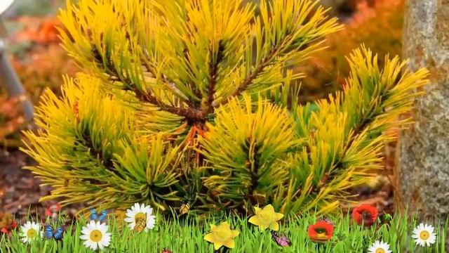 Сосна горная Винтерголд ? Обзор: посадка и уход. крупномеры, саженцы сосны: описание и особенности смотреть онлайн