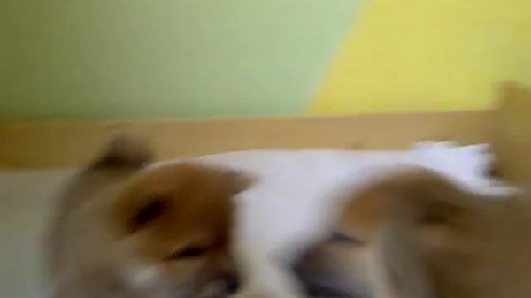 Сиба-ину, щенки