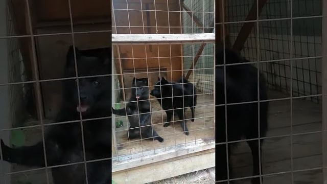 овчарка шипперке в вольере смотреть онлайн