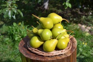 Свердловчанка - сорт груши