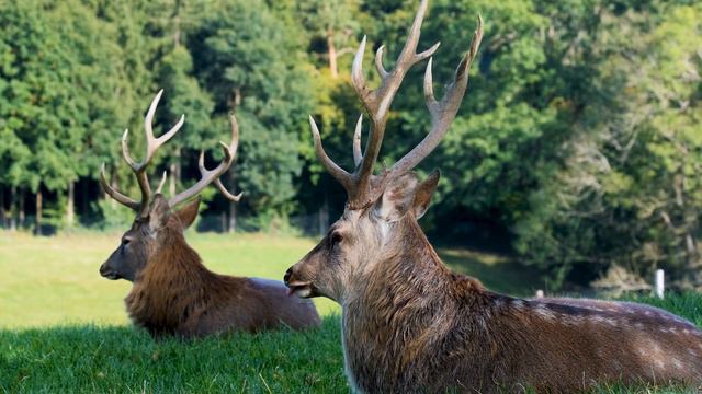 Wildlife Animals In 4K - Nature Relaxation Video With Meditation Music.