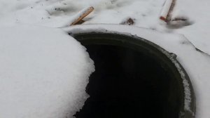 Абиссинка в Шаховской районе