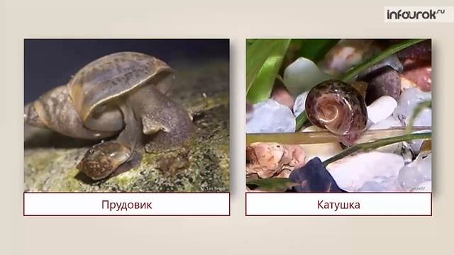 Природное сообщество – озеро | Окружающий мир 3 класс #37 | Инфоурок смотреть онлайн
