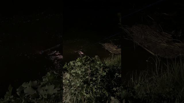 Рыбалка на кастинговую сеть р.Дон