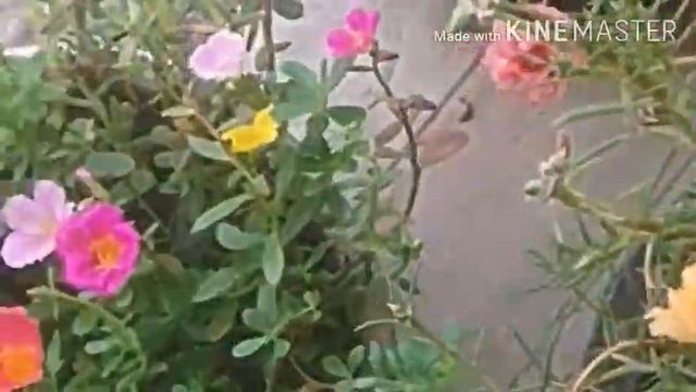 #Portulaca#TableRose#Tips to care for your plants during monsoon смотреть онлайн