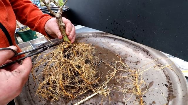 Repotting My Cotoneaster and Gardenia, Part 2, The Bonsai Zone, March 2022 смотреть онлайн