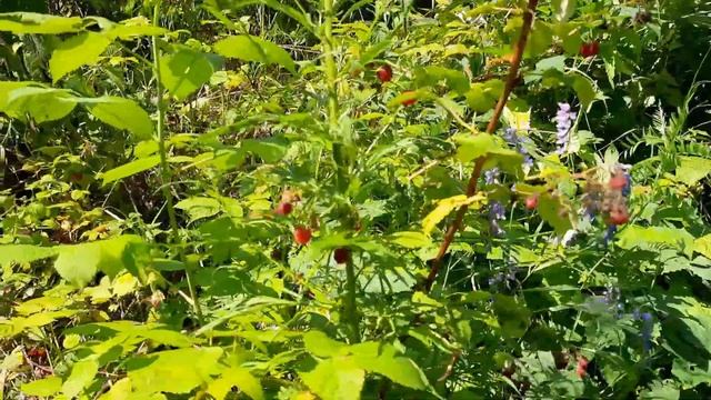 Река Обь.Ташара.Ташаринские закаты/The Ob River.Tashara.Tasharin sunsets. смотреть онлайн