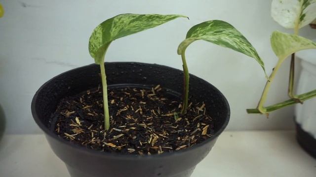 How to Grow Pothos from Leaves in Soil | Grow Pothos from Cuttings - Gardening Tips смотреть онлайн