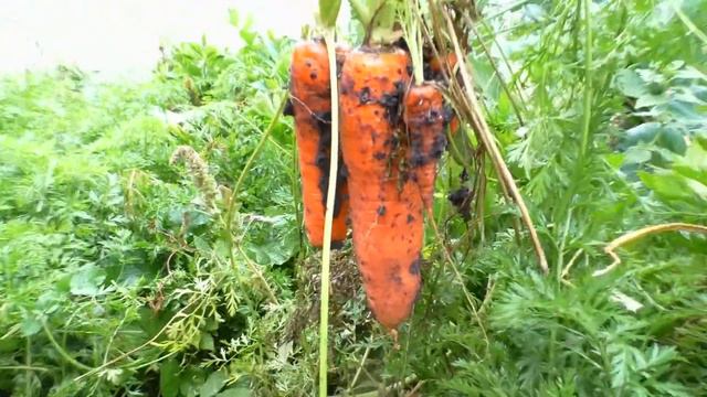 Природное земледелие. Как завершить сезон? (укр) смотреть онлайн