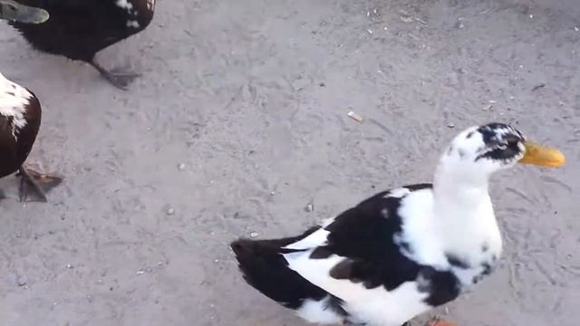 Уткогуси 1 смотреть онлайн