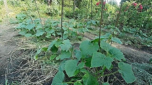 ?Почему желтеют и засыхают листья на огурцах смотреть онлайн