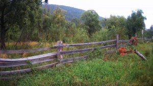 Гон Косули::Манок на Косулю::Как манить Косулю?