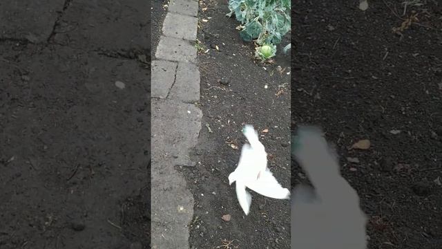 Бакинские голуби • Забой ☹ смотреть онлайн